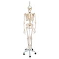 3B Scientific Physiological Skeleton Phil - w/ 3B Smart Anatomy 1020179